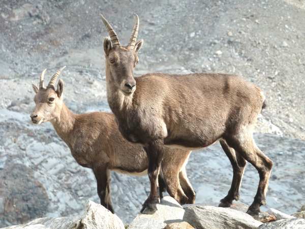 Die Gipfel des Monte-Rosa