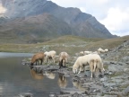 Trekking Gran-Paradiso - Alta-Via Glaciale