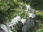 Trekking Gran-Paradiso - Alta-Via Glaciale