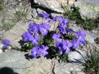 Trekking Gran-Paradiso - Alta-Via Glaciale