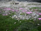 Trekking Gran-Paradiso - Alta-Via Glaciale